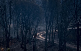 epa10079332 A view of a burned area in the village of Rubia, Ourense, Spain, 19 July 2022. Wildfires recorded in Galicia have burnt over 18,835 hectares of forests in the region.  EPA/BRAIS LORENZO