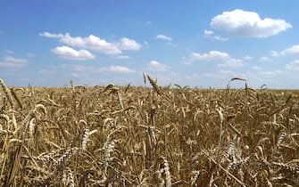 This photograph taken on July 31, 2022 shows a wheat field near Novoazovsk outside Mariupol, amid the ongoing Russian military action in Ukraine. (Photo by AFP) (Photo by -/AFP via Getty Images)