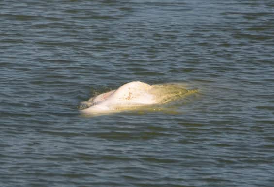 Beluga stuck in the Seine 70 km from Paris: difficult to save
