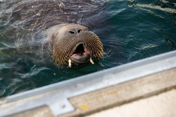 Norway, Freya, Oslo’s star walrus shot down: “It was dangerous”