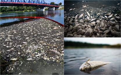 Fiume Oder, tonnellate di pesci morti. Incerte le cause del disastro