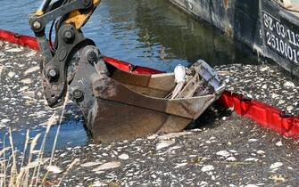 epa10122223 An excavator at work to clean the Oder River after thousands of dead fish washed up on the river banks, in Krajnik Dolny village, Poland, 15 August 2022. The Oder river is suffering from an environmental disaster after over 10 tons of dead fish were spotted floating in its waters since July, although no toxic substances were detected, Poland's climate and environment minister said. The exact cause of the mass fish die-off, which was labeled as an 'ecological disaster,' remains unclear.  EPA/Marcin Bielecki POLAND OUT