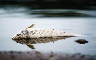 epa10119286 Flies are attacted to a dead fish that floats in the water of the Oder river, in Frankfurt (Oder), Germany, 13 August 2022. The Oder river is suffering from an environmental disaster and dead fish are washing up on the river banks.  EPA/CLEMENS BILAN