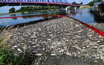 epa10122063 A flexible dam is deployed as part of the cleaning operation of the Oder River after thousands of dead fish washed up on the river banks, in Krajnik Dolny village, Poland, 15 August 2022. The Oder river is suffering from an environmental disaster after over 10 tons of dead fish were spotted floating in its waters since July, although no toxic substances were detected, Poland's climate and environment minister said. The exact cause of the mass fish die-off, which was labeled as an 'ecological disaster,' remains unclear.  EPA/Marcin Bielecki POLAND OUT