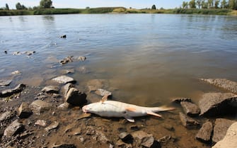 epa10115354 Dead fish in the Oder River in Cigacice village, western Poland, 11 August 2022. Polish Environmental Protection Inspectorate had notified the prosecutor of an ecological disaster that hit the second longest river in Poland, the Oder.  Tonnes of dead fish were found in the Oder river along with other animals, such as beavers.  The president of state-owned Polish Waters, Przemyslaw Daca, said that due to drought and high temperatures even minor pollution can lead to an ecological disaster.  The reason of the disaster in the Oder river is being investigated.  EPA / LECH MUSZYNSKI POLAND OUT