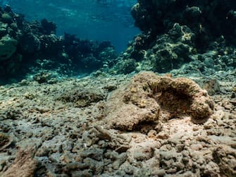 EILAT, ISRAEL - JULY 16: Large coral reef debris lies on the sea bed at 3 metres depth, remains of an old reef damaged during an unseasonal storm, which hit Eilat on March 13, 2002, at the Coral Beach Nature Reserve in Eilat on July 16, 2022, in Eilat, Israel. Coral reefs are complete ecosystems, and although the coral reef in Eilat may be capable of withstanding climate change, it is also under threat from anthropogenic factors: large-scale development, waste run-offs into the sea and light pollution. Despite sea temperatures rising faster in the Gulf of Aqaba (also known in Israel as the Gulf of Eilat) than the global average rate, the coral reef of the northernmost point of the Red Sea exhibit remarkable resistance and seem immune to the effects of global warming. Scientists are trying to understand the biological capacity of these corals to live at higher temperatures, hoping this knowledge could help reefs elsewhere in the world. The scientific community estimates that over 90% of reefs will die by 2050 due to climate change and direct human impact. The corals here might be one of the last remaining complete ecosystems by 2100. However, there is a possibility that this surviving coral reef could be used as a blueprint for an entirely new climate-resistant ecosystem. (Photo by Lukasz Larsson Warzecha/Getty Images).