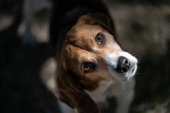 Prince Harry and Meghan Markle adopt beagles rescued from mistreatment