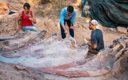 Dinosauro più grande d'Europa scoperto in un giardino in Portogallo