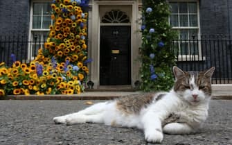 Larry4Leader, the UK’s official Downing Street cat premier candidate