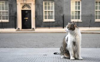 LONDON, ENGLAND - JULY 05: Larry the Downing street cat sits on the pavement in front of 10 Downing Street on July 5, 2022 in London, England.  Minister for Health, Sajid Javid, resigned from the Government this evening closely followed by the Chancellor of The Exchequer, Rishi Sunak.  This morning, former senior civil servant Lord McDonald, indicated the Prime Minister had lied over the case of Chris Pincher MP and his history of sexual assaults.  (Photo by Leon Neal / Getty Images)