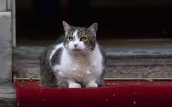 LONDON, UNITED KINGDOM - APRIL 07: Larry the cat, famous mascot of Downing Street, waits in front of the PM's office during the meeting with British Prime Minister Boris Johnson and Polish President Andrzej Duda in London, United Kingdom on April 07, 2022. (Photo by Rasid Necati Aslim / Anadolu Agency via Getty Images)