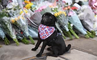 epa10172531 A dog wearing a union flag scarf sits next to floral tributes outside Buckingham Palace a day after the passing of Queen Elizabeth II, in London, Britain, 09 September 2022. Britain's Queen Elizabeth II died at her Scottish estate on 08 September 2022. The 96-year-old queen was the longest-reigning monarch in British history.  EPA/NEIL HALL