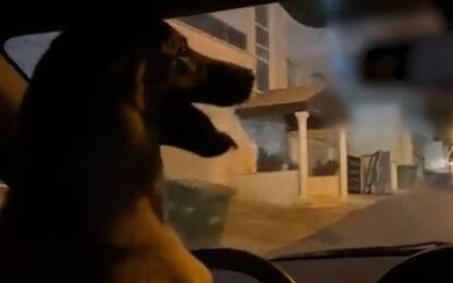 Israele, fa "guidare" l'auto al proprio cane: arrestato