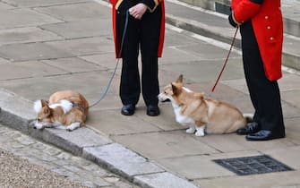 The two corgi of the Queen