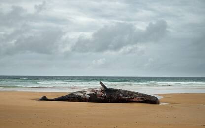 Trovati morti 14 capodogli sulle coste australiane