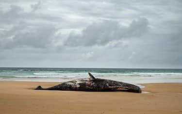 A dead Sperm whale washed up on Forrest Caves beach, on Phillip Island in Victoria, Australia.