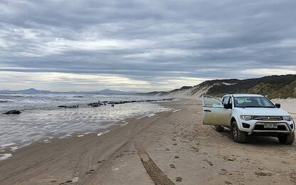 Australia, 230 balene spiaggiate in Tasmania: 14 morte a King Island