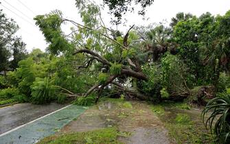 SARASOTA, FLORIDA - SEPTEMBER 28: A downed tree covers the road after being toppled by the winds and rain from Hurricane Ian on September 28, 2022 in Sarasota, Florida. Ian is hitting the area as a Category 4 hurricane. (Photo by Joe Raedle/Getty Images)