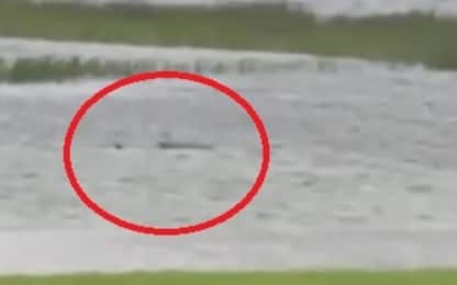 Uragano Ian, squalo avvistato in un cortile allagato in Florida. VIDEO