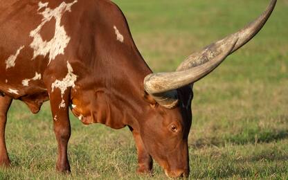 Cento mucche per Giorgia Meloni, l'offerta del generale ugandese