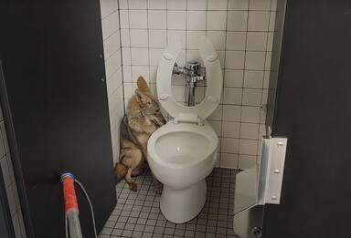 California, coyote trovato nel bagno di una scuola media. VIDEO