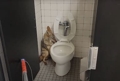 California, coyote trovato nel bagno di una scuola media. VIDEO