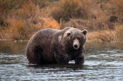Fat Bear Week, il contest che premia l’orso più grosso d’Alaska 