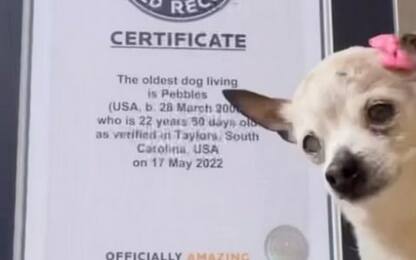 Pebbles, il cane più vecchio del mondo morto negli Usa: aveva 22 anni
