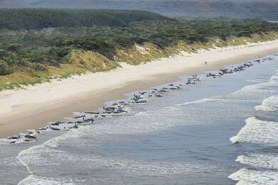 Nuova Zelanda, 500 balene spiaggiate in pochi giorni