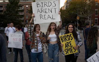 Birds aren't real, la (finta) teoria complottista sugli uccelli