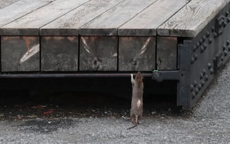 NEW YORK, NY - SEPTEMBER 22: A rat climbs on a bench on the High Line Park on September 22, 2018 in New York City. (Photo by Gary Hershorn/Getty Images)