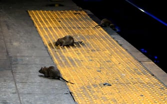 NEW YORK, NY - SEPTEMBER 3: Three rats scavenge for food on the subway platform at Herald Square in New York City on September 3, 2017. (Photo by Gary Hershorn/Getty Images)