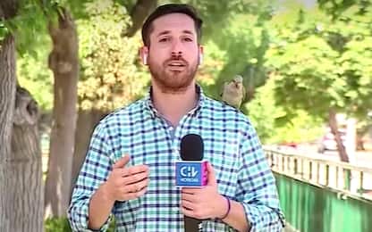 Cile, pappagallo ruba auricolare al giornalista durante una diretta