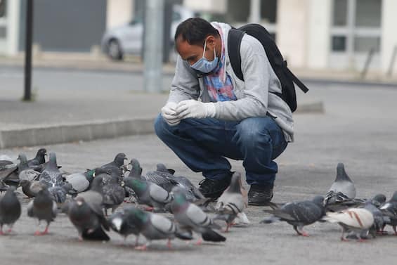 Pigeons “zombies” due to a lethal virus: it is alarm in Great Britain