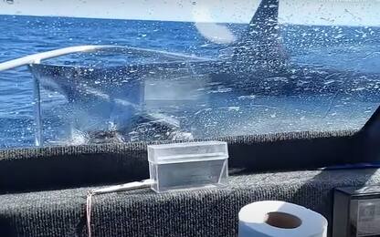 Nuova Zelanda, squalo mako salta su una barca di pescatori. VIDEO