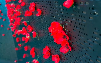 Bright red poppy flowers on black wall. Remembrance day background