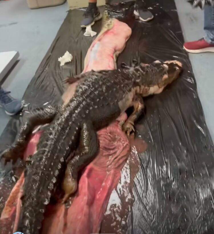 pitone birmano che mangia cervo