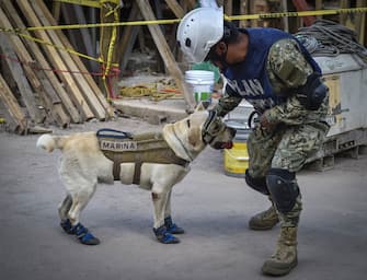 Frida, a rescue dog belonging to the Mexican Navy, with her handler Israel Arauz Salinas, takes part in the effort to look for people trapped at the Rebsamen school in Mexico City, on September 22, 2017, three days after the devastating earthquake that hit central Mexico. / AFP PHOTO / OMAR TORRES        (Photo credit should read OMAR TORRES/AFP via Getty Images)