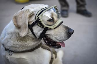 Frida, a rescue dog belonging to the Mexican Navy, with her handler Israel Arauz Salinas, takes a break while participating in the effort to look for people trapped at the Rebsamen school in Mexico City, on September 22, 2017, three days after the devastating earthquake that hit central Mexico. / AFP PHOTO / OMAR TORRES        (Photo credit should read OMAR TORRES/AFP via Getty Images)