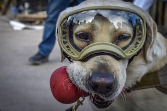 Frida, a rescue dog belonging to the Mexican Navy, with her handler Israel Arauz Salinas, takes a break while participating in the effort to look for people trapped at the Rebsamen school in Mexico City, on September 22, 2017, three days after the devastating earthquake that hit central Mexico.  / AFP PHOTO / OMAR TORRES (Photo credit should read OMAR TORRES/AFP via Getty Images)