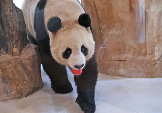 World Cup, in Qatar the two giant pandas donated by China meet the public