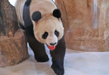 A Chinese giant panda is pictured in an enclosure at the Panda Park in Al Khor on October 19, 2022. - Qatar became the first Middle Eastern country Wednesday to receive Chinese giant pandas -- Suhail and Soraya -- who, in true Gulf fashion, took up residence in luxury air-conditioned quarters. The Chinese government sent the animals as gift to mark the World Cup that starts November 20. China has not qualified for the event, but is a major customer for Qatar's natural gas. (Photo by DENOUR / AFP) (Photo by DENOUR/AFP via Getty Images)