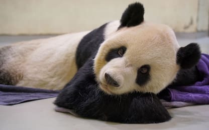Taipei: morto Tuan Tuan, panda gigante che era stato donato da Pechino