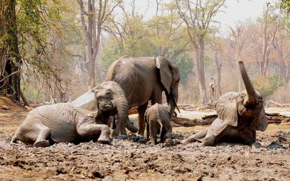 India, branco di elefanti sviene nella giungla: si sono ubriacati