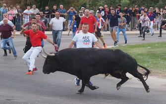 TORDESILLAS, VALLADOLID CASTILE, SPAIN - SEPTEMBER 13: A bull and runners during a running of the bulls through the streets of Tordesillas, on 13 September, 2022 in Tordesillas, Valladolid, Castilla y Leon, Spain. The Junta in Valladolid has signed the authorization requested by the City Council of Tordesillas to hold two popular spectacles, specifically a nighttime urban running of the bulls and a mixed one, this September 13, in substitution of the so-called Toro de la Vega tournament. The request has been made as a consequence of the order of the High Court of Justice of Castilla y Leon which suspended, as a precautionary measure, the enforceability of the Order by which the bases were approved, modified this year by the Town Hall and which, as a novelty, allowed the placing of the foreign bull by means of a kind of harpoon. (Photo By Photogenic/Claudia Alba/Europa Press via Getty Images)