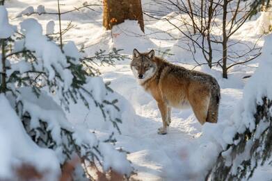 Svezia, partita la più grande campagna di abbattimento dei lupi