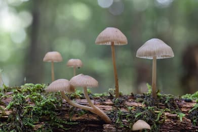 Usa, l'Oregon legalizza l'uso di funghi allucinogeni