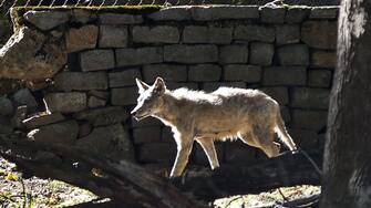 Nahant, cittadina del New England, è invasa dai coyote e ha chiesto al governo federale l’intervento dei cecchini per uccidere gli animali