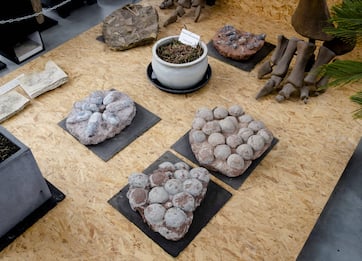 Olanda, Museo della Preistoria cerca embrioni in 33 uova di dinosauro