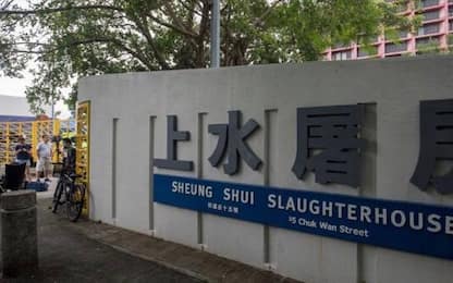 Hong Kong, uomo ucciso da un maiale che voleva macellare